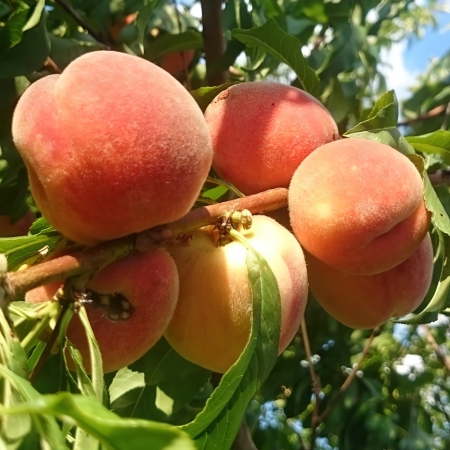Саженцы персика в Воронеже в садовом центре Сады Беловых
