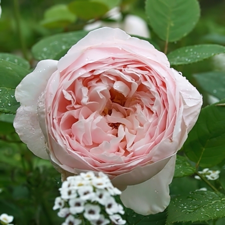 Роза английская Сент Сесилия