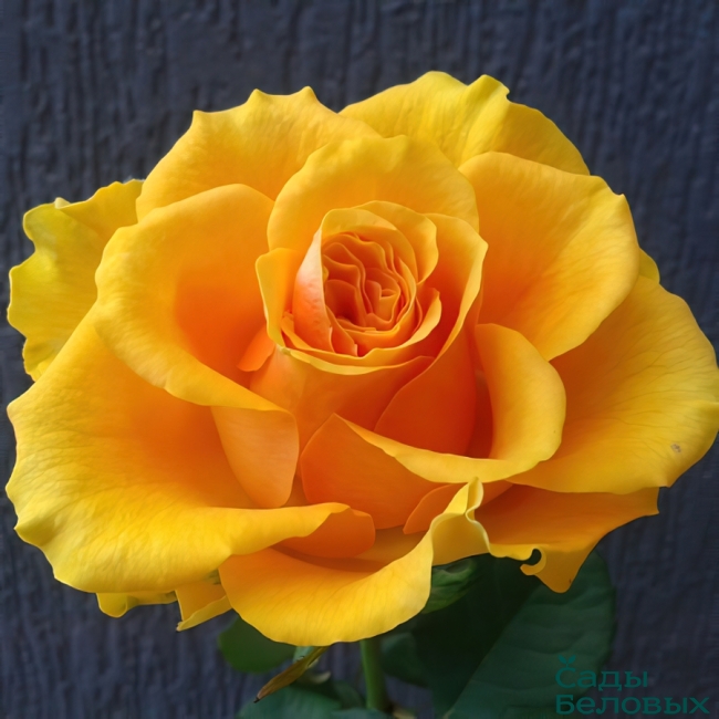 Роза Сфинкс (Sphinx): характеристика и описание сорта с фото, отзывы садоводов - Гид по садоводству