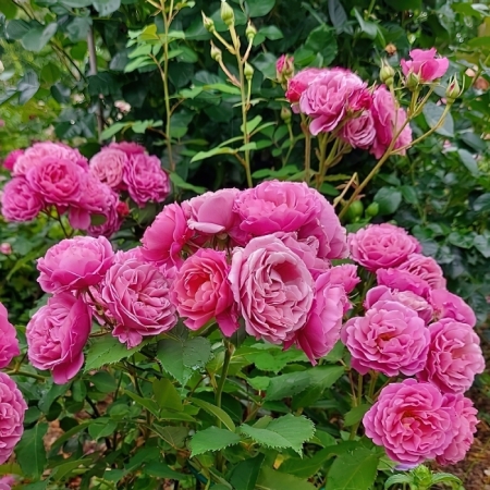 Роза японская Аои
