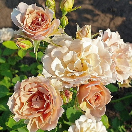 Роза японская Иоли