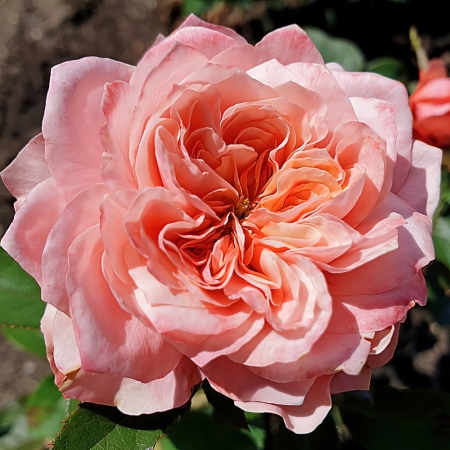 Роза японская Микото