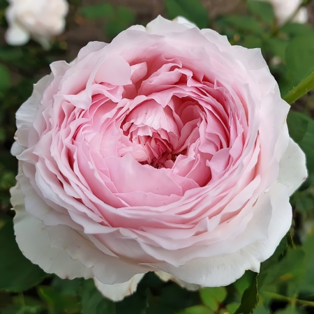 Роза японская Мисаки