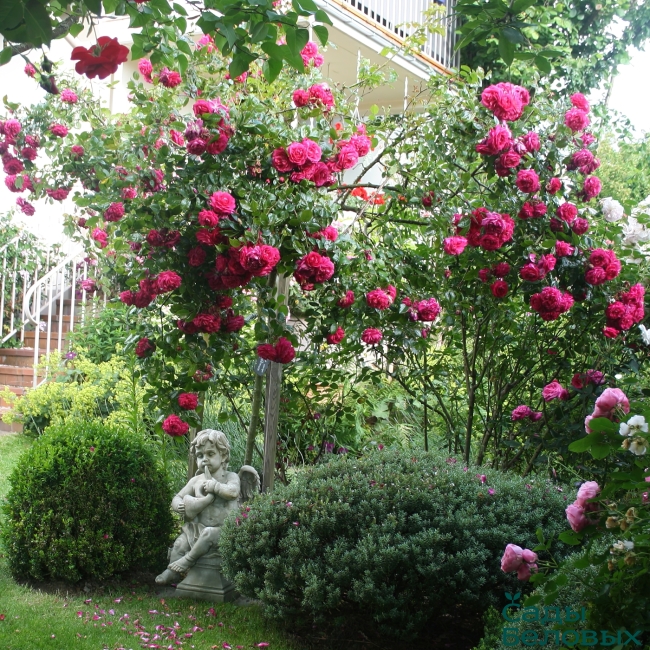 Роза плетистая Лагуна - Сады Беловых
