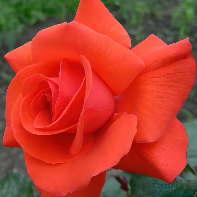 Роза Салита - Сады Беловых