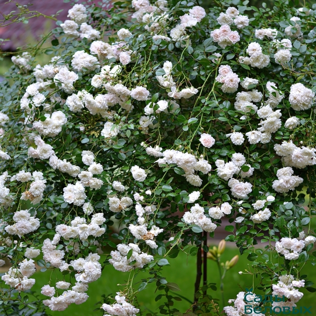 Роза штамбовая почвопокровная Свани - Сады Беловых