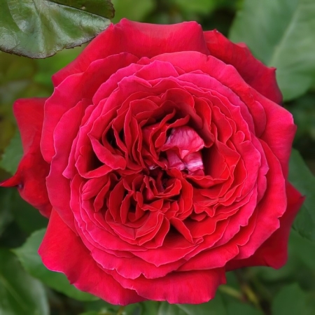 Роза чайно-гибридная Ботеро