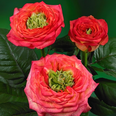 Роза чайно-гибридная премиум Гудини