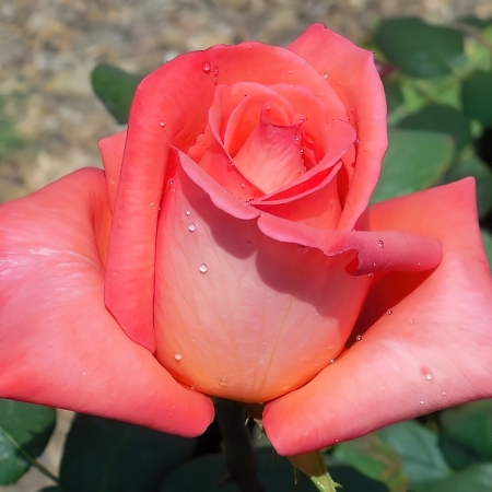 Роза чайно-гибридная Импульс