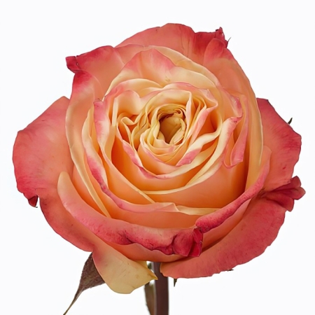 Роза чайно-гибридная премиум Лавли Хартс