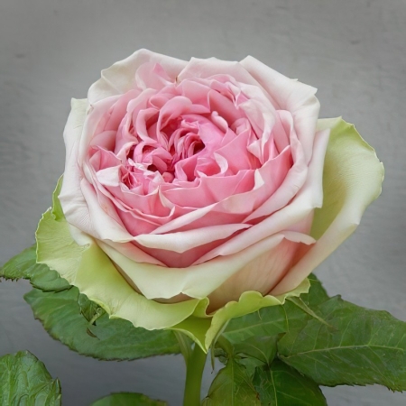 Роза чайно-гибридная премиум Питахая