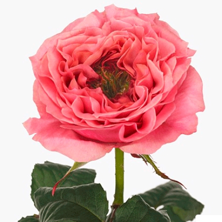 Роза чайно-гибридная премиум Риджентс Парк
