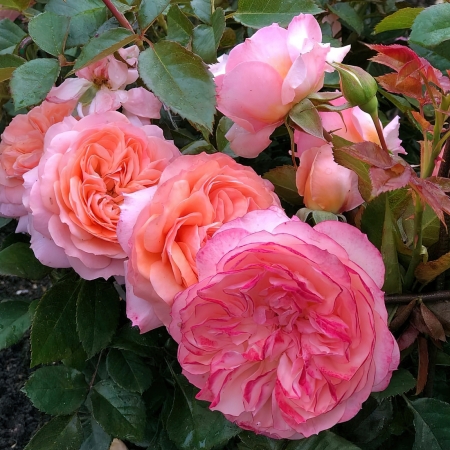 Роза чайно-гибридная премиум Сурир де Хавр