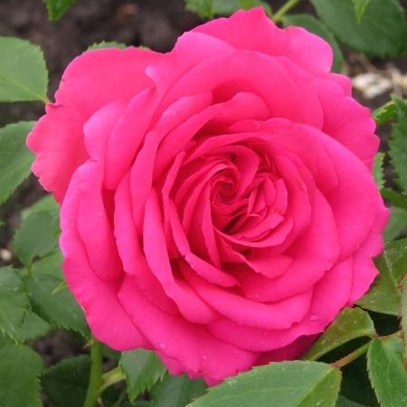 Роза чайно-гибридная Виен Роуз