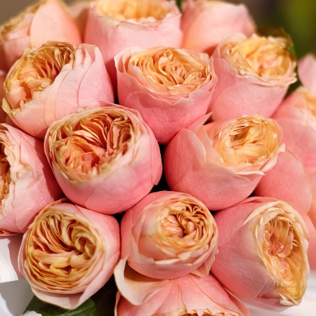 Роза чайно-гибридная премиум Вувузела