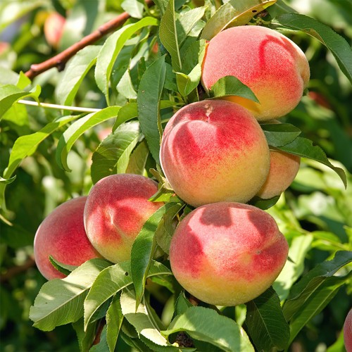 саженцы плодовых деревьев и ягодных культур